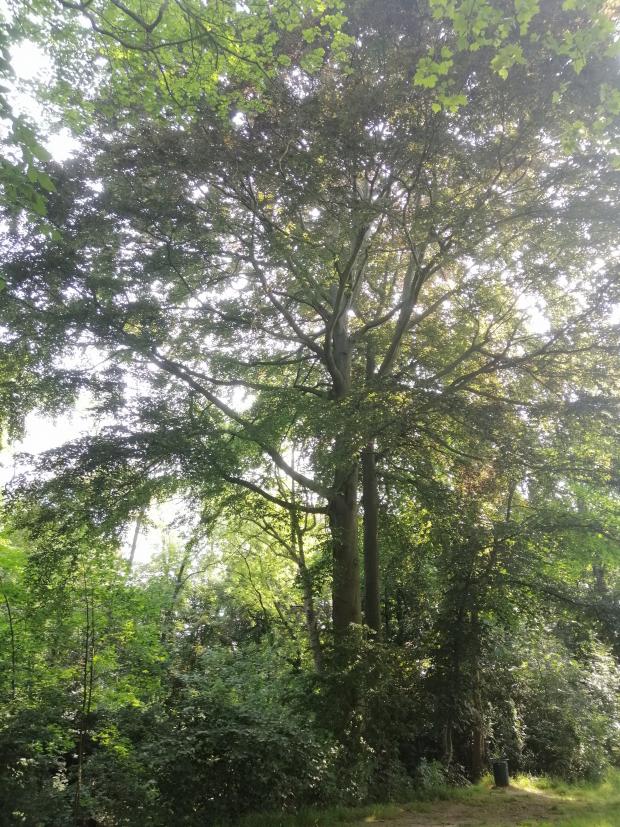 kirschlorbeer 100-125 Kirschlorbeer Herbergii (Prunus laurocerasus 'Herbergii') | 100-125 cm im  Topf